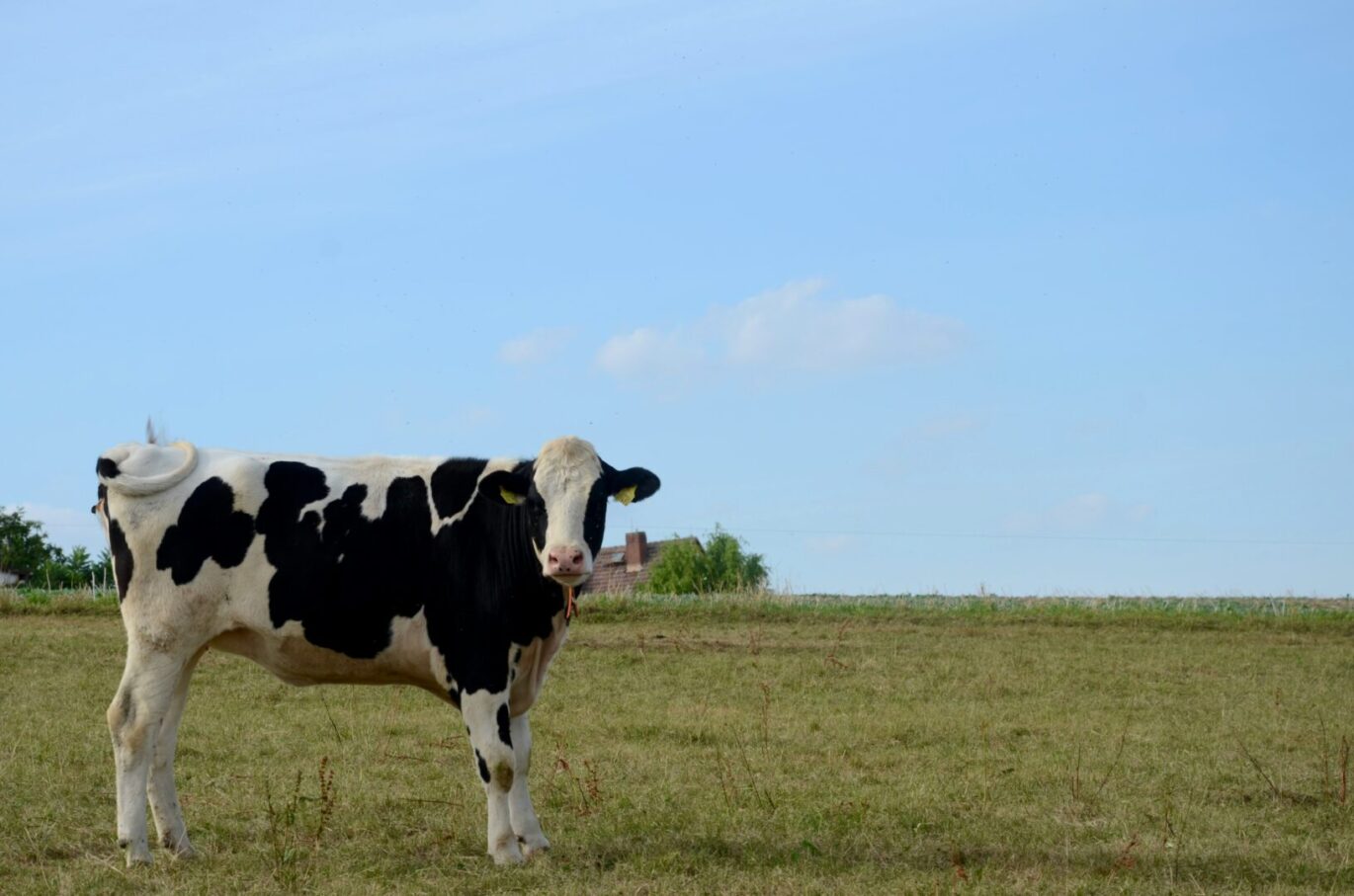 Duurzame melkveebedrijven